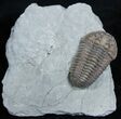 Very D Flexicalymene Trilobite #2299-1